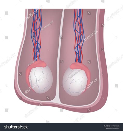 Anatomy Male Testicles Medical Poster Vector Stock Vector Royalty Free 2174607239 Shutterstock