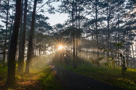 Pine Tree Forest At Sunrise Stock Image Image Of Color Herb 114122123