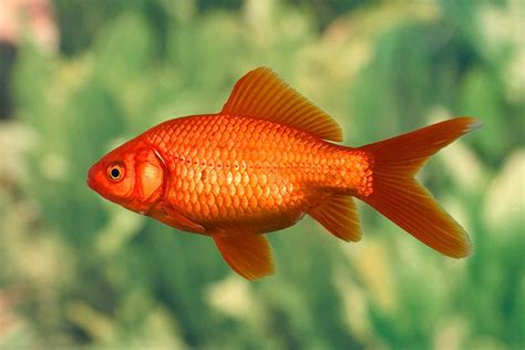 6 Easiest Pet Fish To Keep Happy And Alive