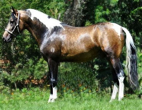 It's very common for people to get the two buckskins have yellow colored bodies with a black mane and tail and black points, like on a bay horse. Mangalarga Marchador sooty buckskin tobiano stallion, JJ ...