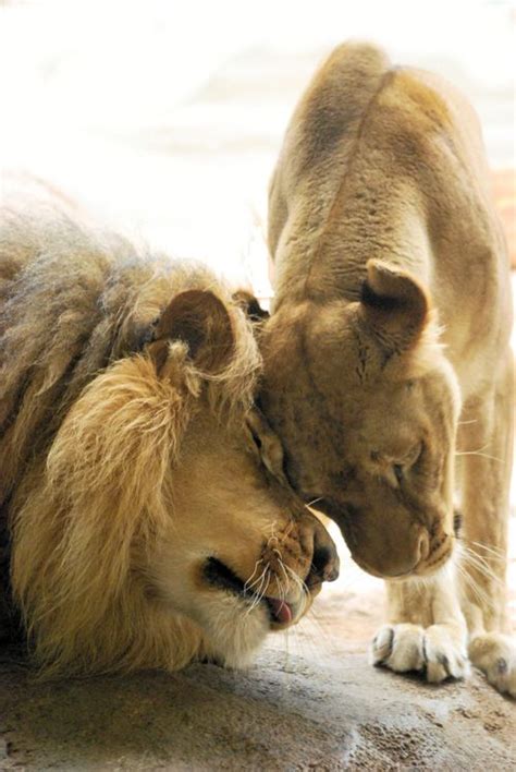 Lion Love By Alexa Schimmel The Animals Baby Animals Wild Animals