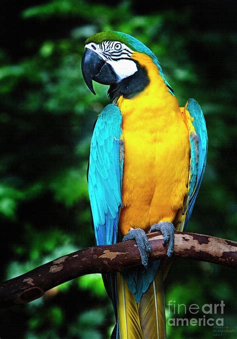 Blue And Gold Macaw Photograph By David Millenheft Pixels