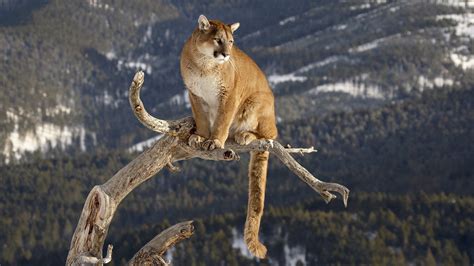Nature Animals Pumas Wallpapers Hd Desktop And Mobile Backgrounds