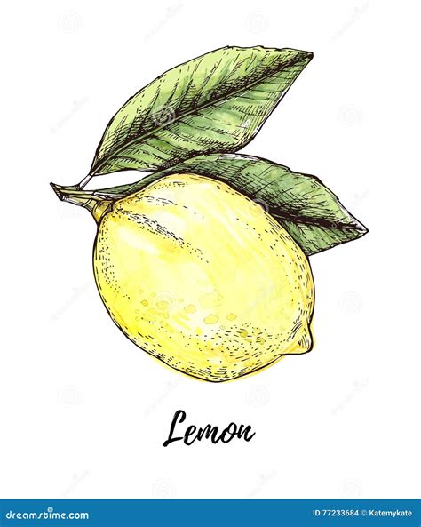 Hand Drawn Illustration Colorful Lemon Citrus Fruit With Leaves