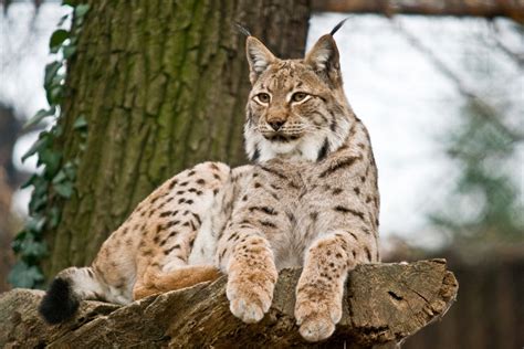 Lynx Cat Cats World