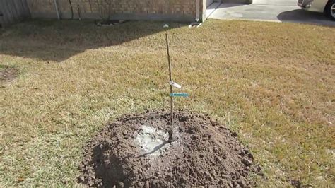Pre order bare root fruit trees info. How To Plant A Bare Root Fruit Tree - YouTube