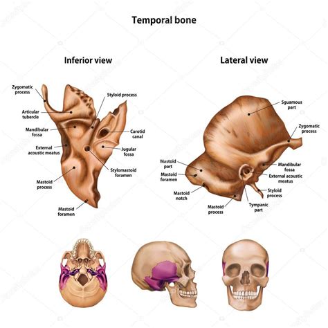 Temporal Bone Name Description All Sites — Stock Vector © Urfingus