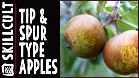 Dead wood will be obvious when the tree is in leaf due to lack of any leaves but can also be recognised in winter as it is dark and brittle, often with bark falling away. How Apples Bear Fruit and Where on the Tree, Tip v.s. Spur ...