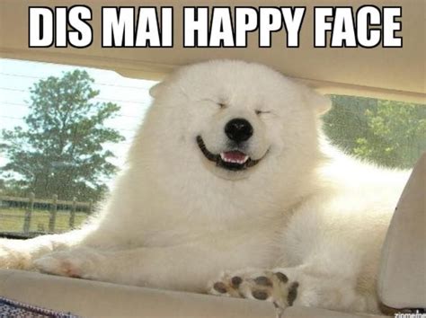 Smiling Dog Memes That Will Make You Very Happy Always Pets