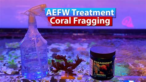 Aefw Treatment And Coral Fragging Youtube