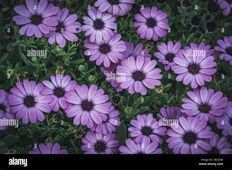 Flowers Of Osteospermum Soprano Purple Commonly Known As African