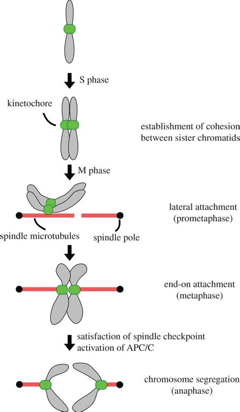 Mitotic Chromosome Segregation Chromosomes Are Duplicated During S