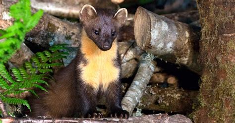 Watch The First Truly Welsh Pine Marten Kits At Play By Their Den