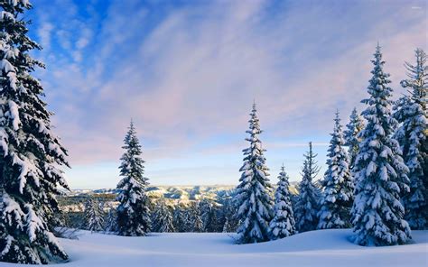 Snowy Pine Trees Rising Towards The Sky Wallpaper Nature Wallpapers