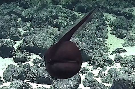 Gulper Eel Observed In A Most Adorable State Reef Builders The Reef
