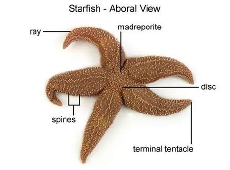 Starfish Anatomy Flashcards Quizlet