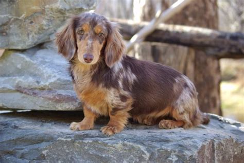 Long Haired Dachshund Owner Guide And Facts Animal Corner
