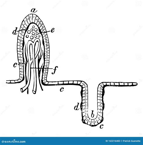 Mucous Membrane In Vertical Section Vintage Illustration Cartoon