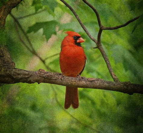 Cardinal In Spring Photograph By Sandy Keeton Fine Art America