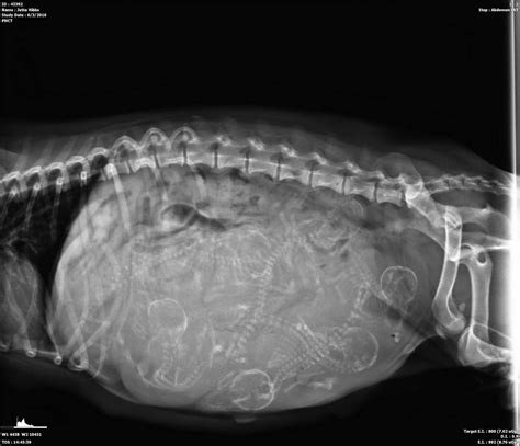 Pregnant Dog X Ray