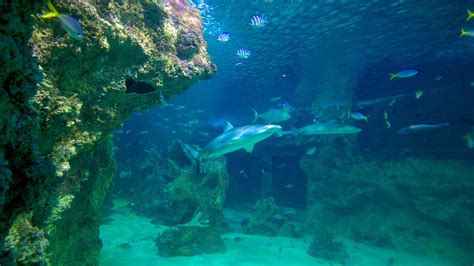 Sea Life Sydney Aquarium In Sydney New South Wales Expedia