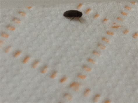 Natureplus Please Help Me Identify Tiny Black Bugs Found In Bathroom Really Worried Incase It