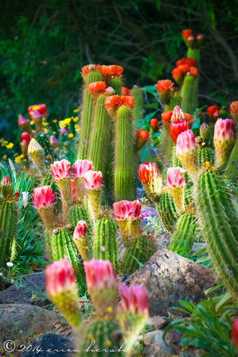 Many Colorful Cactus Plants And Flowers In The Wild