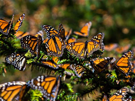 More Monarch Butterflies In Mexico But Numbers Still Low Science Aaas