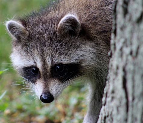 What Do Raccoons Eat In Winter Find Out Here All Animals Guide