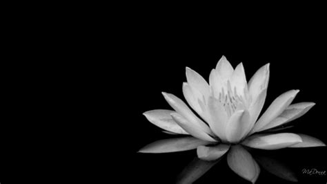 Black And White Flowers Wallpapers Hd Pixelstalknet