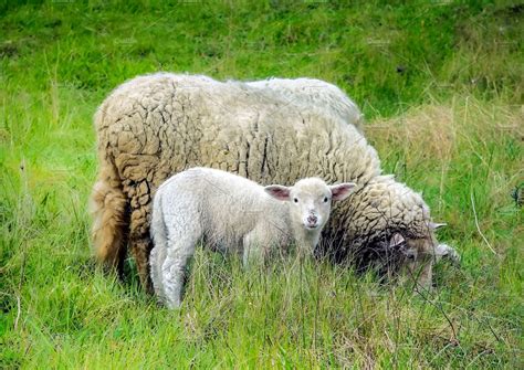 Mother Sheep And Her Lamb In Spring Animal Stock Photos ~ Creative Market