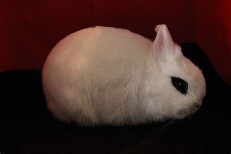 The Dwarf Hotot Rabbit Complete Guide