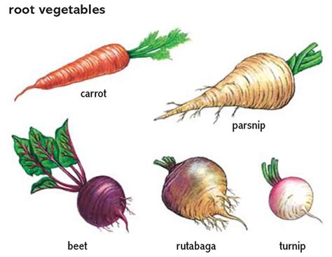 Beet Noun Definition Pictures Pronunciation And Usage Notes