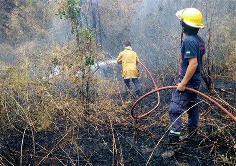 Incendio Forestal En Colonia Carril El Fuego Ya Arrasó Con Alrededor