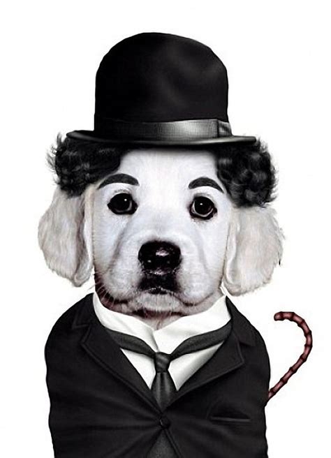Funny Dog Costume Charlie Chaplin Full Image
