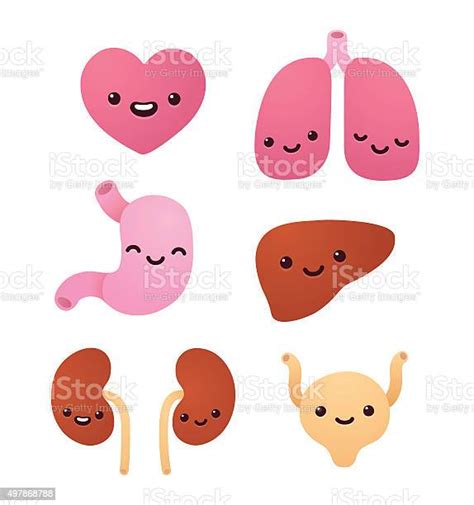 Cute Internal Organs Stock Illustration Download Image Now Istock
