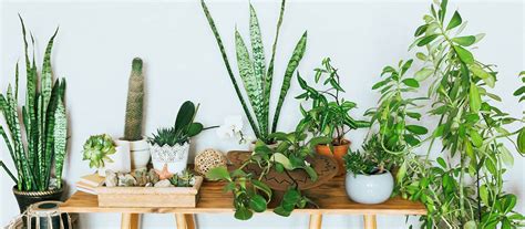 23 Best Apartment Plants To Freshen Up Your Space
