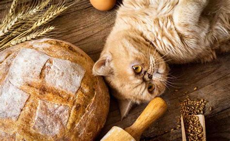 Can Cats Eat Bread Petstruggles