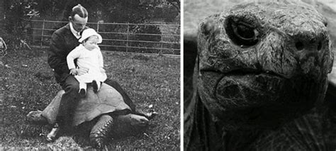 We believe he is around 190 years old, but we aren't certain. This is Jonathan, 182-year-old giant tortoise from St ...
