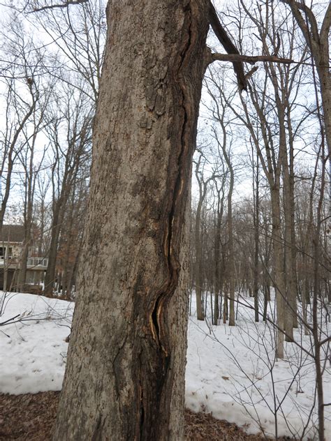I have a large oak tree(trunk is about 3' in diameter) in ...