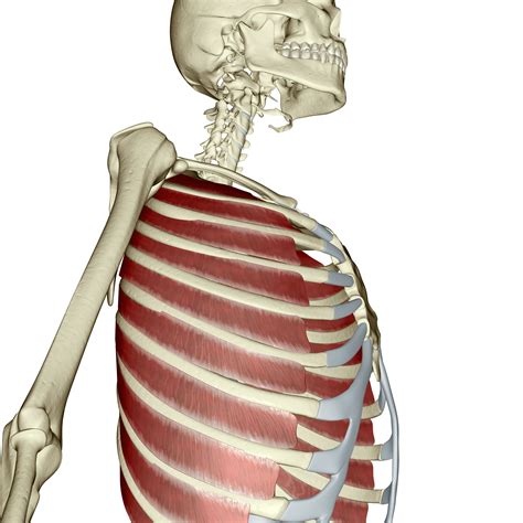 Intercostal Muscles Diagram