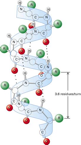 Polypeptides are a challenging isolation problem1 due to their wide variety of amino acid sequences, post translational modifications (acetylation, methylation, phosphorylation, glycosylation, etc.) or. Jede gute Website / Buch, um Proteinfaltung und Enzyme zu ...