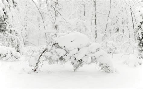 Wallpaper Snow Branch Frost Freezing Tree Weather Season