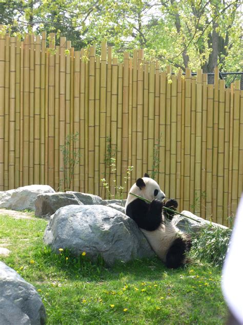 Mooney's bay park on riverside drive. Owlkids | The Pandas at the Toronto Zoo! - Owlkids