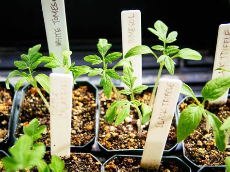 Check spelling or type a new query. Pin on Tomato seedlings