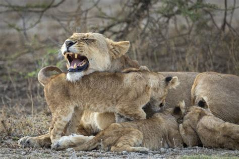 Lioness And Her Three Lion Cubs Walking Together In Sunshine In Ndutu