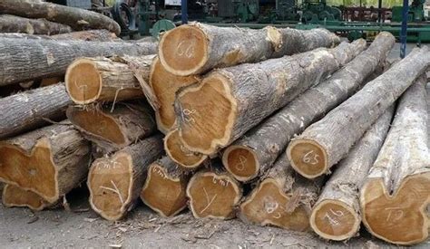 Harga Kayu Jati Gelondongan Per M3 Dan Per Pohon Terbaru 2021