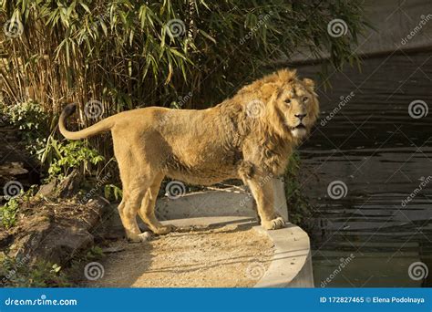 The Asiatic Lion Panthera Leo Leo Stock Image Image Of Dangerous