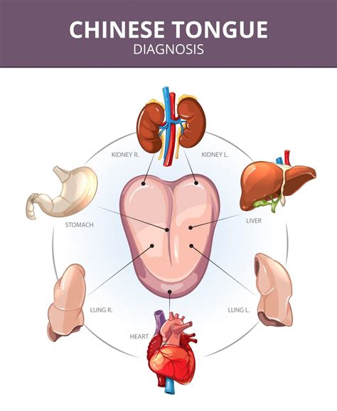 Chinese Tongue Diagnosis Internal Organs Projections Medical Vector