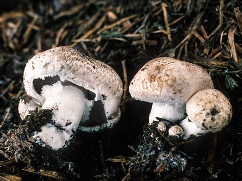 California Fungi Agaricus Bisporus